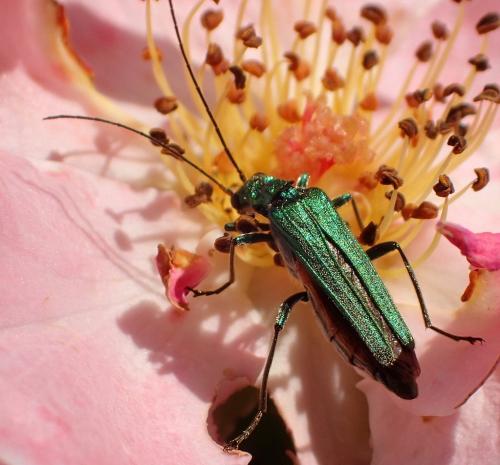 Oedemera nobilis